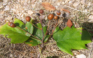 feuille alisier