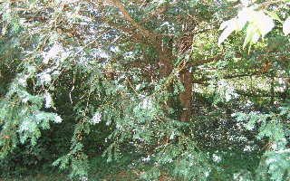 if, vue générale