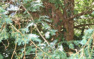 if, vue générale